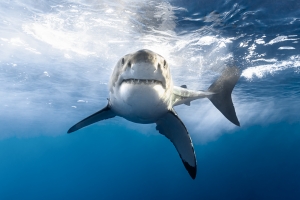 Great White Grin