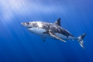 Great White In Sun Rays