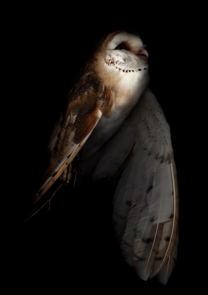 Flight Of The Barn Owl