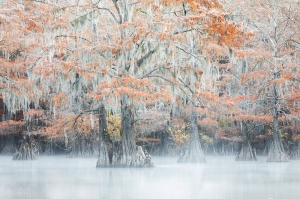 Autumn in the Swamp