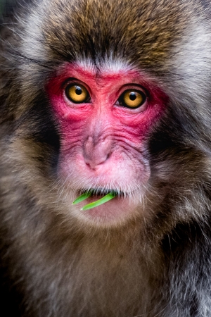 Portrait of a red faced snow monkey