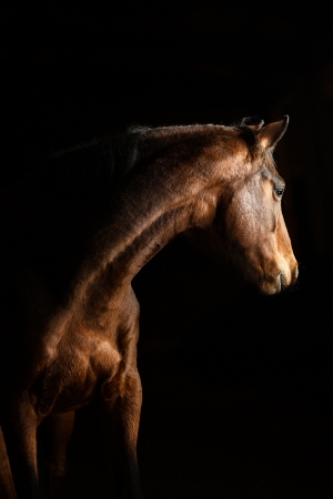 Horses in light and shadow