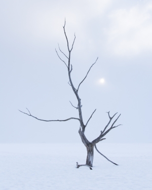 A dead tree on the frozen lake