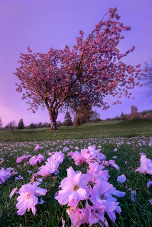 cherry blossom life