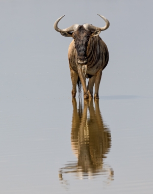 Wildebeest Reflection
