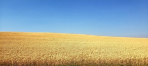 a Farmers Field