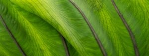 Leaf Study, Fold Detail