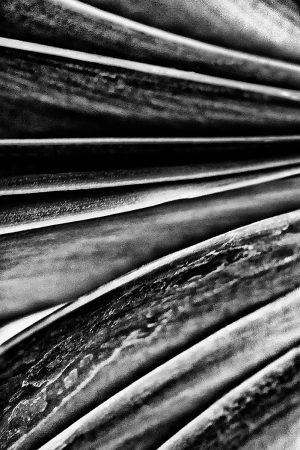 Folded Lines