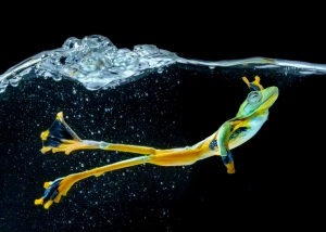 Wallace's Flying Frog