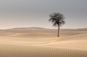 Trees of the Desert