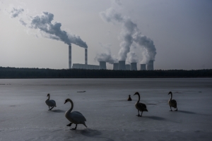 Coal Swans