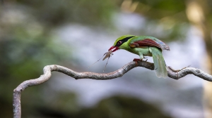 Indochinese Green Magpie eatng insect