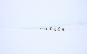 niort_yann_antarctic_terre-adelie_penguin