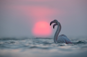 Flamingos and dramatic sunrise