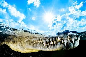 saltwater crocodil