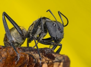 Camponotus blandus