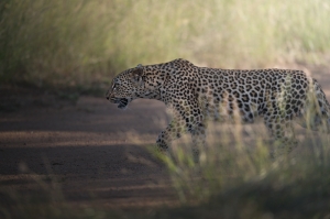  Leopard at Kruger Park