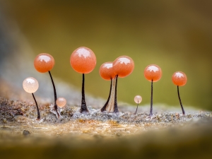 The Ethereal Beauty of Slime Moulds