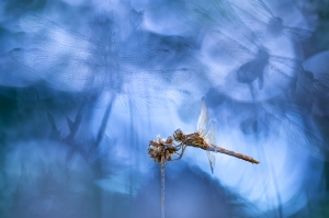 Dreaming Dragonfly 