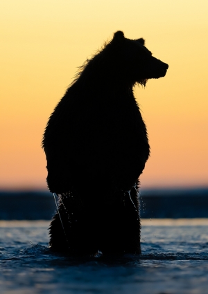 Low Light Alaskan Brown Bears