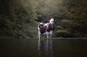 Cows in nature 
