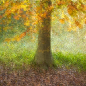 A Walk in Autumn Woods