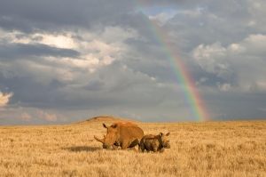 Rhinos and Rainbows
