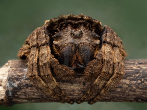 Broad-headed bark spider