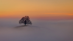 THE LONLY TREE IN SUNSET AND FOG