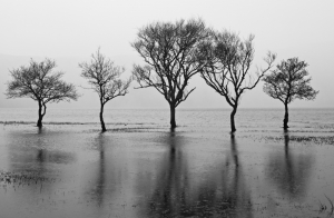 Trees among the waters
