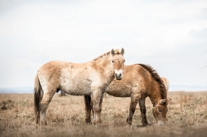 Forgotten - primveral horses 