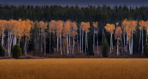 Teton Autumn