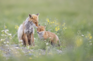 Spring fox
