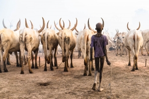The Mundari and their Treasured Cows