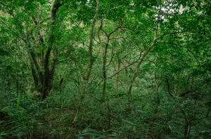 Nanjenshan Forest