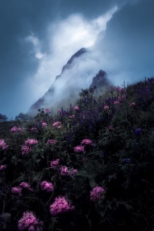 Flowers and Fog