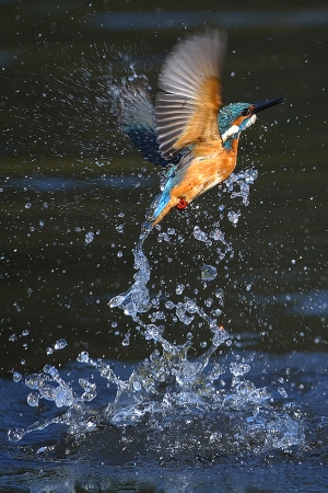 Kingfishers: waterside jewel