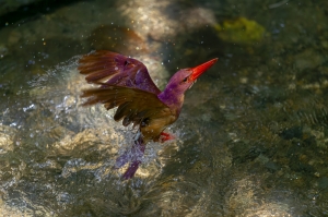 Ruddy Kingfisher:Firebird