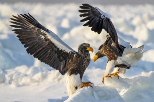 Two Steller's sea eagles.