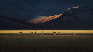 A group of Tibetan antelopes