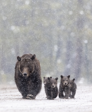 Grizzly 399 and four Cubs