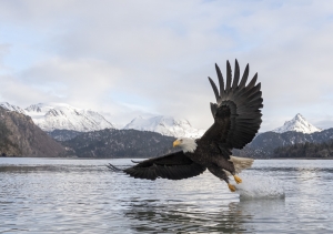 Bald Eagle Catching fish in Alaska 