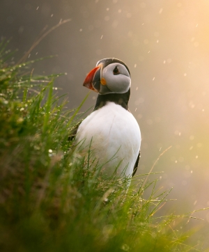 Puffin at Sunset