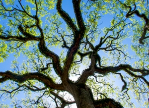 Bent Oak in Resurrection Ivy
