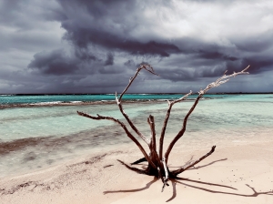 Beach Tree Tempest