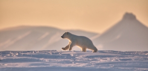 from the life of the white bears of Svalbard