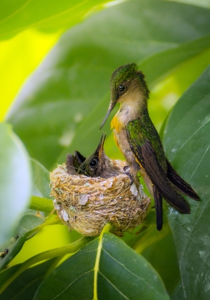 mother bird love