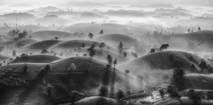 Mysterious landscape of tea hill