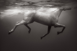 Equus: Underwater Rhythm