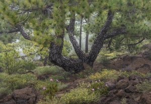 La Palma Pine